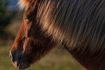 IJslands paard van Thomas Heitz