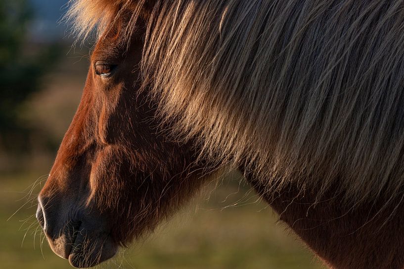 Icelandic Horse by Thomas Heitz