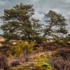 Den Aekingerzand Kale Duinen nabij Appelscha van R Smallenbroek