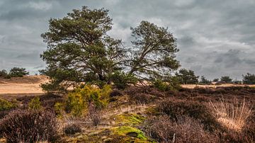 Den Aekingerzand Kale Duinen nabij Appelscha van R Smallenbroek