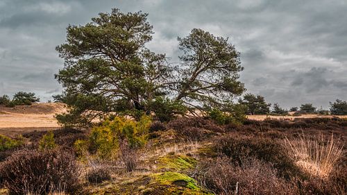 Den Aekingerzand Kale Duinen nabij Appelscha