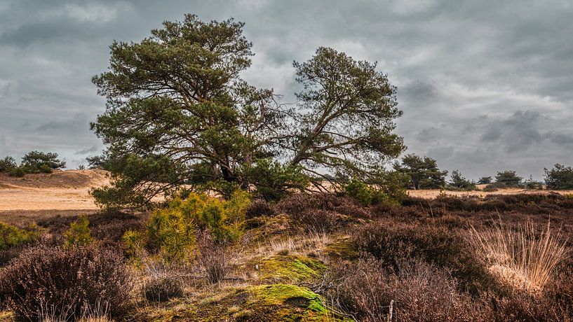 Den Aekingerzand Kahle Dünen bei Appelscha von R Smallenbroek