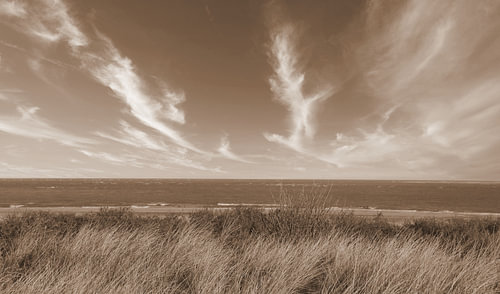 Des algues marines dans le silence du soir. (Texel)