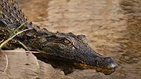 Krokodil met gevaarlijke blik in Okavango rivier van Timon Schneider thumbnail