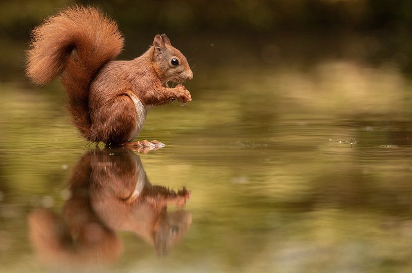 Squirrel by Kars Klein Wolterink