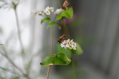 Unter von Valqueira van der Does