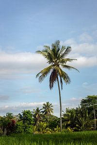 Palm tree in Bali by Ellis Peeters