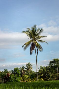 Palm tree in Bali