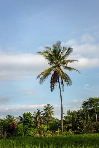 Palm tree in Bali by Ellis Peeters