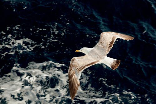 Zeemeeuw vliegt boven blauwe golven van de Middellandse zee in Griekenland