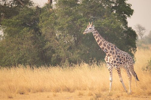 Schaduwen in het gras – Giraffen bij het ochtendlicht