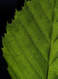 Nerven by Angelique De Turck