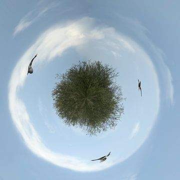 Ganzen cirkelen boven een bos, mijn kleine planeet by Cora Unk