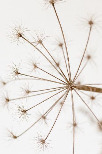 Gedroogde berenklauw