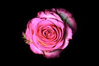 Roze roos op een zwarte achtergrond van Yvon van der Wijk thumbnail