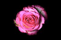 Roze roos op een zwarte achtergrond