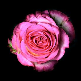 Rose rose sur fond noir sur Yvon van der Wijk