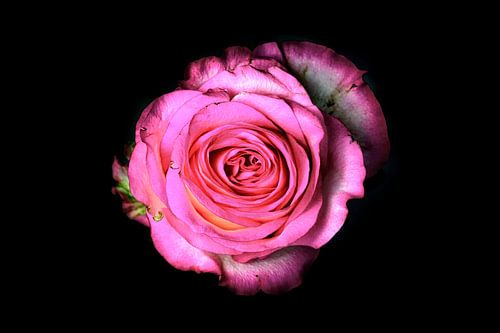 Rose rose sur fond noir sur Yvon van der Wijk