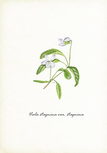 Torfmilchviolett