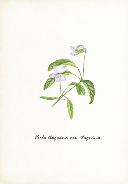 Violet de lait de tourbe par Jasper de Ruiter