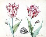 Twee tulpen met slak, nachtvlinder en twee insecten, Jacob Marrel - 1640 van Het Archief thumbnail