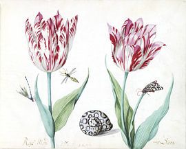 Two tulips with snail, moth and two insects, Jacob Marrel - 1640