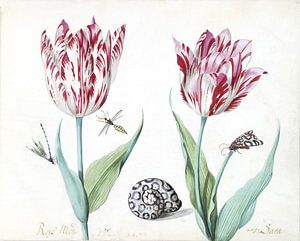 Zwei Tulpen mit Schnecke, Motte und zwei Insekten, Jacob Marrel