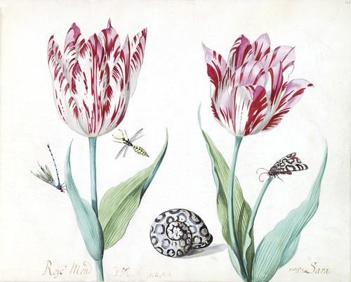 Twee tulpen met slak, nachtvlinder en twee insecten, Jacob Marrel - 1640