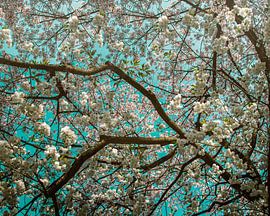 Bloesemboom in ode aan van Gogh van Sander Van Laar