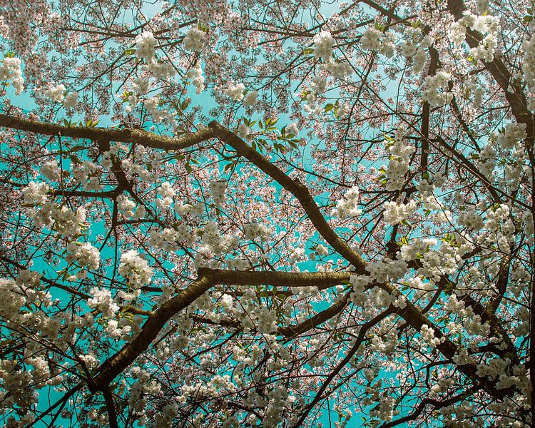 Almond blossom ode to van Gogh by Fine Art Flower - Artist Sander van Laar