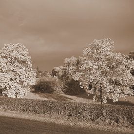 Landschaft in ruhiger Natur. von Jose Lok