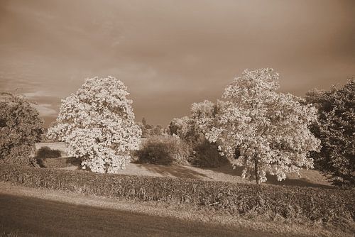 Landschaft in ruhiger Natur. von Jose Lok