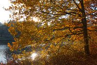 Automne au bord de la rivière