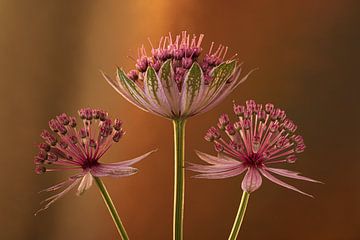 Roze bloemen van het Zeeuws Knoopje van Marjolijn van den Berg