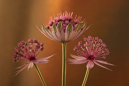 Roze bloemen van het Zeeuws Knoopje