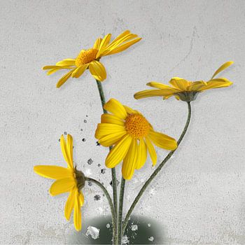 South African daisy breaks through concrete