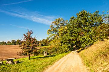 Landschaft mit Weg und Bäumen bei Hohen Demzin von Rico Ködder