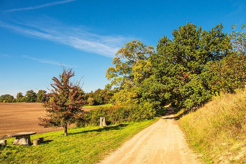 Landschaft mit Weg und Bäumen bei Hohen Demzin von Rico Ködder