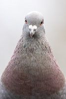 Portrait de pigeon