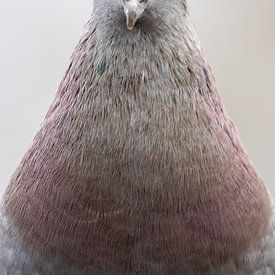 Taubenporträt von Barry van Strien