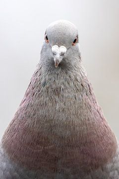 Portrait de pigeon sur Barry van Strien