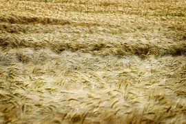 choirs by Bas Quaedvlieg