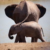 Olifant met jonge Olifant