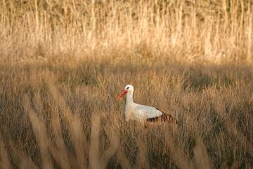 Storch von Lisa Bouwman