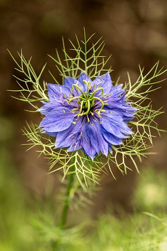 Une petite demoiselle dans la verdure.
