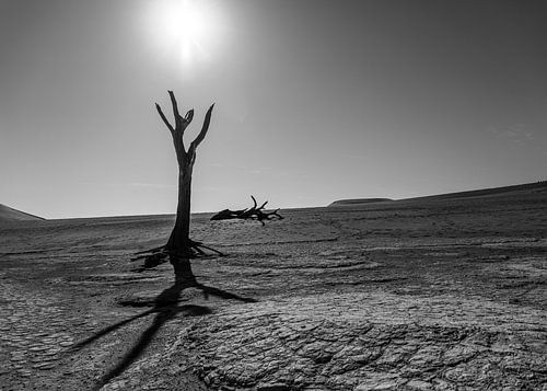 Boom in Deadvlei in tegenlicht (2)