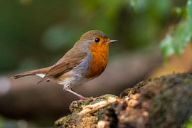 Das Rotkehlchen von Merijn Loch