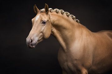 portret van een paard met knotjes | palomino | paarden fotografie van Laura Dijkslag