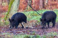 Wild boar with friskies in the forest by Evert Jan Kip thumbnail
