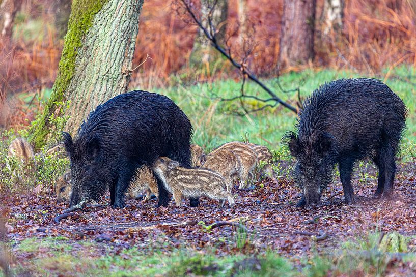 Wild boar with friskies in the forest by Evert Jan Kip